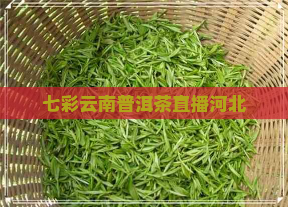 七彩云南普洱茶直播河北