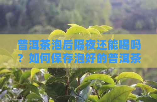 普洱茶泡后隔夜还能喝吗？如何保存泡好的普洱茶以保持其口感和品质？