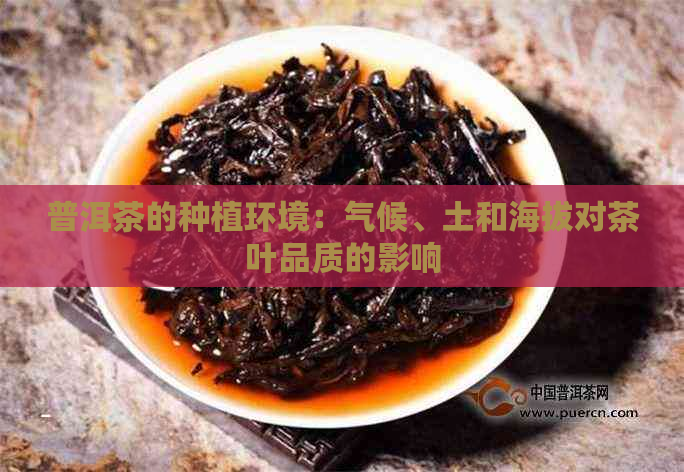 普洱茶的种植环境：气候、土和海拔对茶叶品质的影响