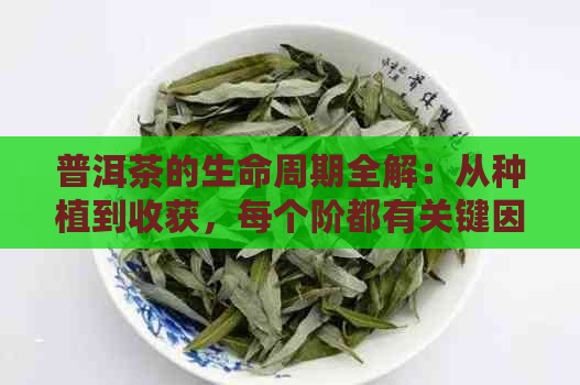 普洱茶的生命周期全解：从种植到收获，每个阶都有关键因素影响品质