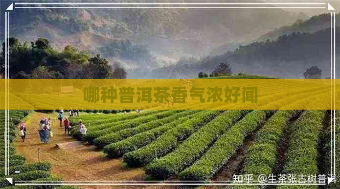 哪种普洱茶香气浓好闻