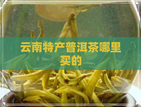 云南特产普洱茶哪里买的