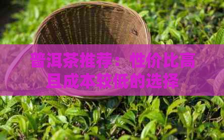 普洱茶推荐：性价比高且成本较低的选择