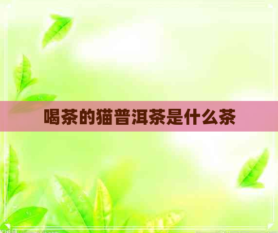 喝茶的猫普洱茶是什么茶