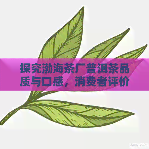 探究渤海茶厂普洱茶品质与口感，消费者评价如何？