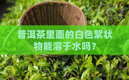 普洱茶里面的白色絮状物能溶于水吗？