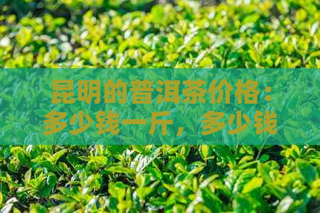 昆明的普洱茶价格：多少钱一斤，多少钱一克？昆明的普洱茶有哪些？