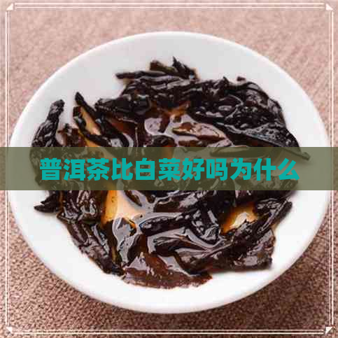 普洱茶比白菜好吗为什么