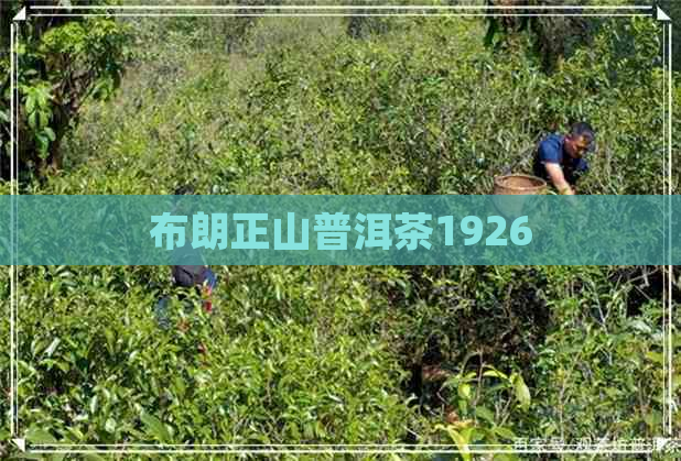 布朗正山普洱茶1926