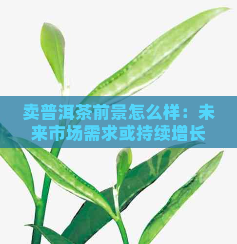 卖普洱茶前景怎么样：未来市场需求或持续增长