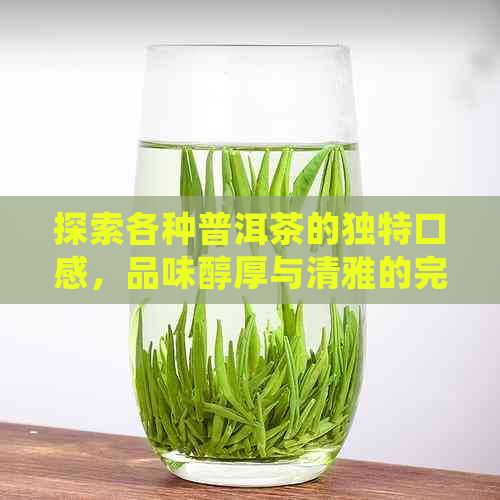 探索各种普洱茶的独特口感，品味醇厚与清雅的完美融合