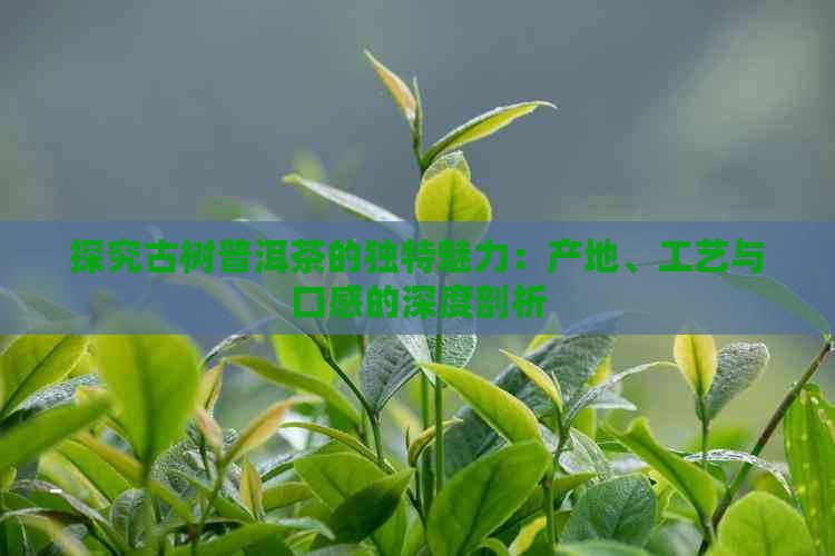 探究古树普洱茶的独特魅力：产地、工艺与口感的深度剖析