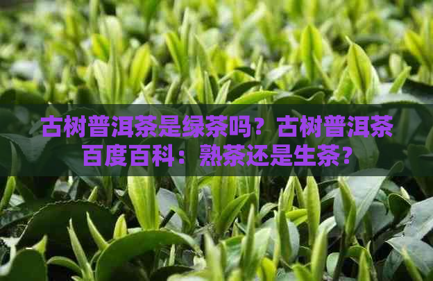 古树普洱茶是绿茶吗？古树普洱茶百度百科：熟茶还是生茶？