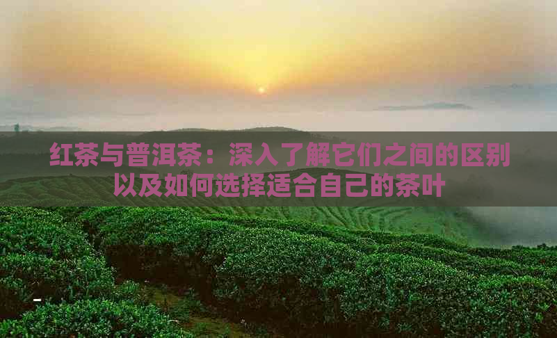 红茶与普洱茶：深入了解它们之间的区别以及如何选择适合自己的茶叶