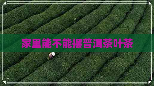 家里能不能摆普洱茶叶茶