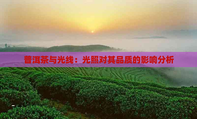 普洱茶与光线：光照对其品质的影响分析