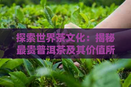 探索世界茶文化：揭秘最贵普洱茶及其价值所在