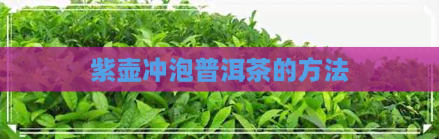 紫壶冲泡普洱茶的方法