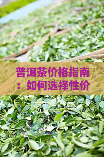 普洱茶价格指南：如何选择性价比高的普洱茶？