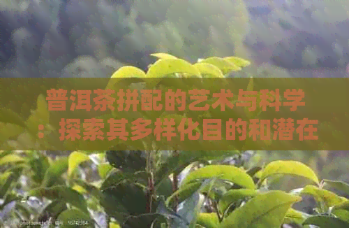 普洱茶拼配的艺术与科学：探索其多样化目的和潜在益处