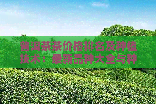 普洱茶茶价格排名及种植技术：最新品种大全与种植指南