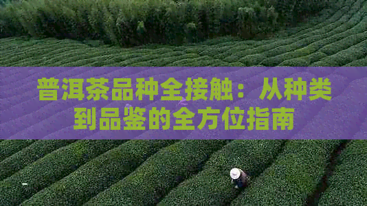 普洱茶品种全接触：从种类到品鉴的全方位指南