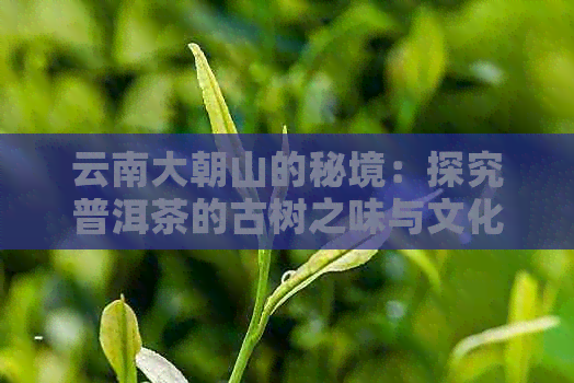 云南大朝山的秘境：探究普洱茶的古树之味与文化内涵