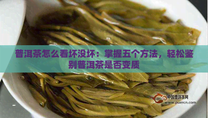 普洱茶怎么看坏没坏：掌握五个方法，轻松鉴别普洱茶是否变质