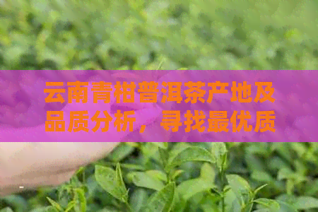 云南青柑普洱茶产地及品质分析，寻找更优质的茶叶产区