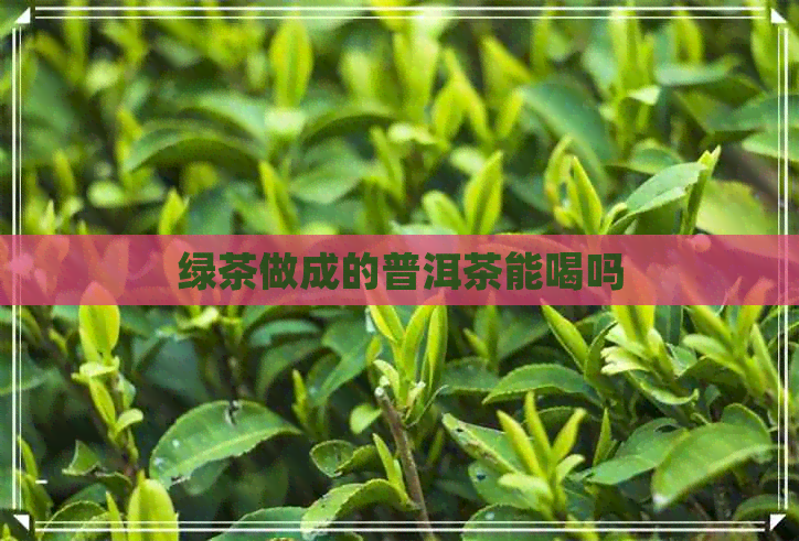 绿茶做成的普洱茶能喝吗