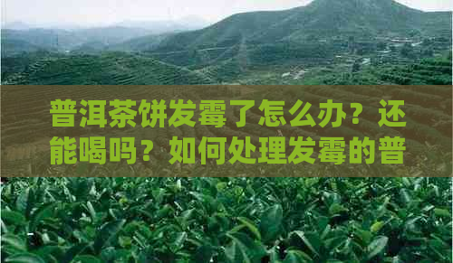 普洱茶饼发霉了怎么办？还能喝吗？如何处理发霉的普洱茶饼？