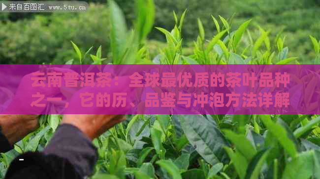 云南普洱茶：全球更优质的茶叶品种之一，它的历、品鉴与冲泡方法详解