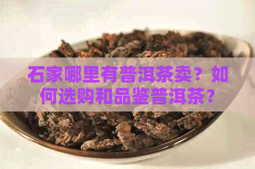 石家哪里有普洱茶卖？如何选购和品鉴普洱茶？