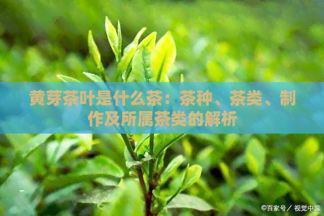 黄芽茶叶是什么茶：茶种、茶类、制作及所属茶类的解析