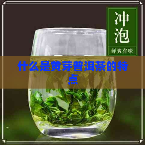 什么是黄芽普洱茶的特点