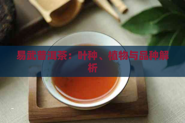 易武普洱茶：叶种、植物与品种解析