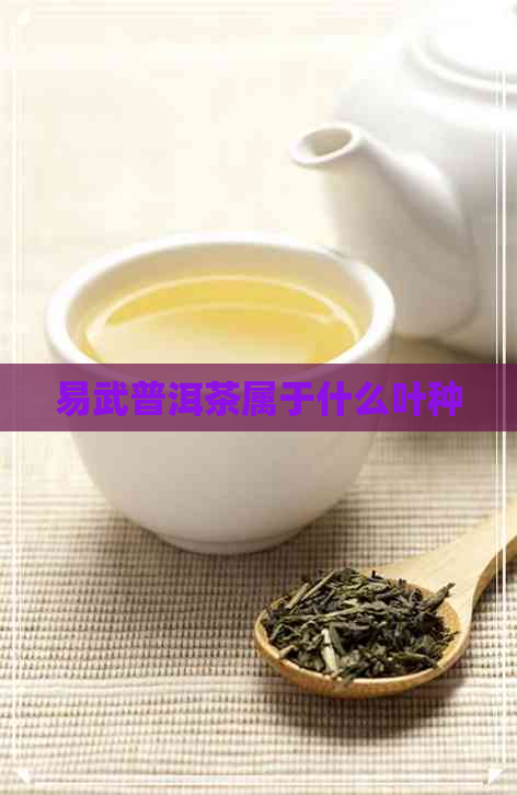 易武普洱茶属于什么叶种