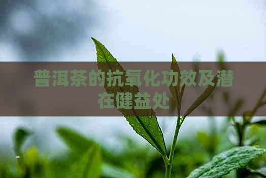 普洱茶的抗氧化功效及潜在健益处