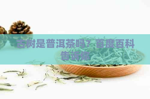 古树是普洱茶吗？百度百科告诉你