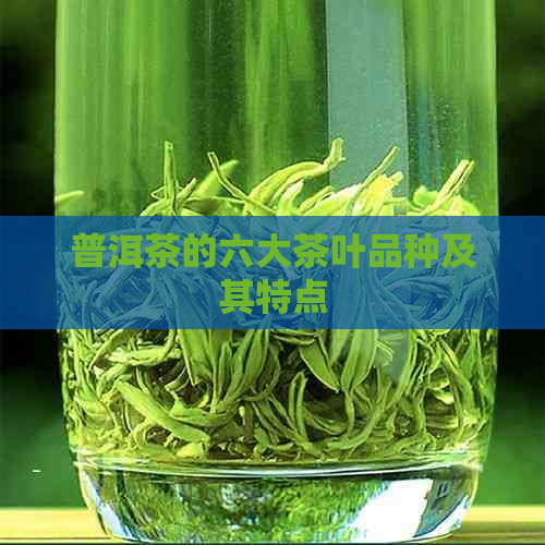 普洱茶的六大茶叶品种及其特点