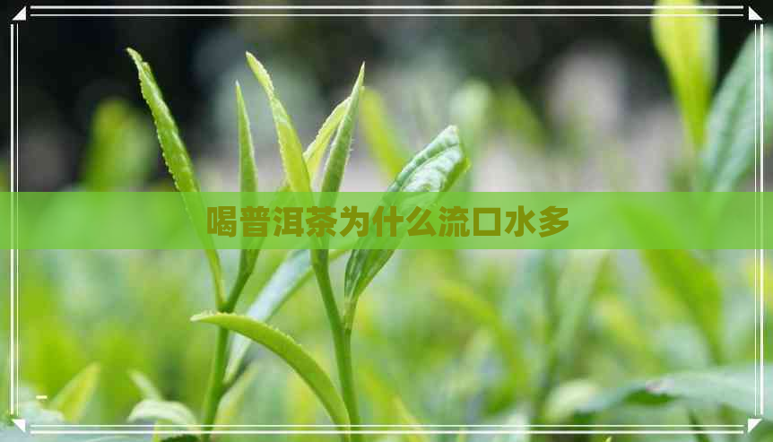 喝普洱茶为什么流口水多