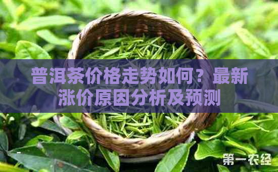 普洱茶价格走势如何？最新涨价原因分析及预测