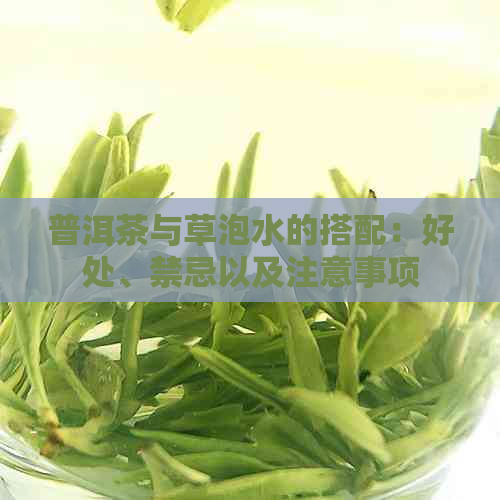 普洱茶与草泡水的搭配：好处、禁忌以及注意事项