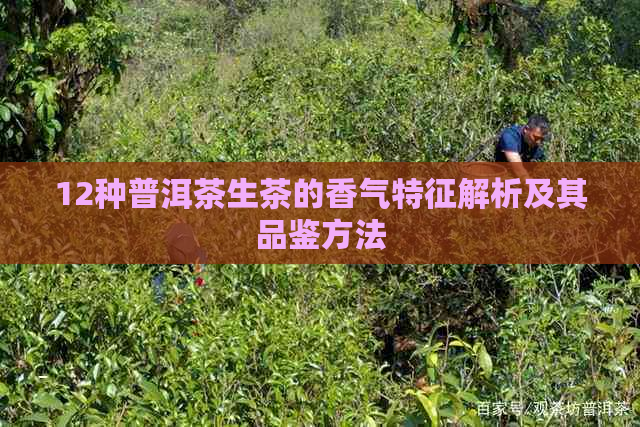 12种普洱茶生茶的香气特征解析及其品鉴方法