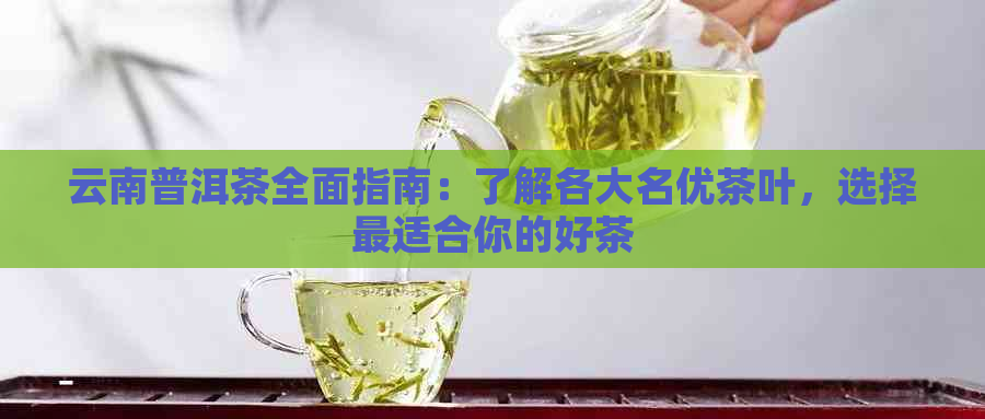 云南普洱茶全面指南：了解各大名优茶叶，选择最适合你的好茶