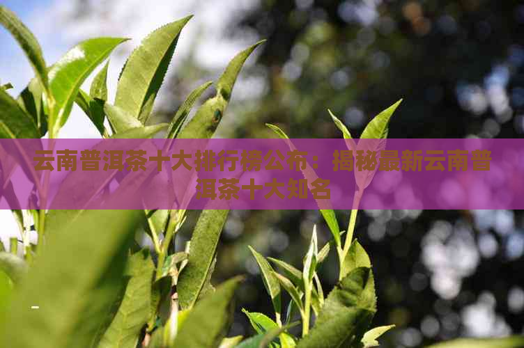 云南普洱茶十大排行榜公布：揭秘最新云南普洱茶十大知名