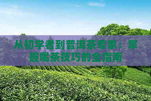 从初学者到普洱茶专家：掌握喝茶技巧的全指南