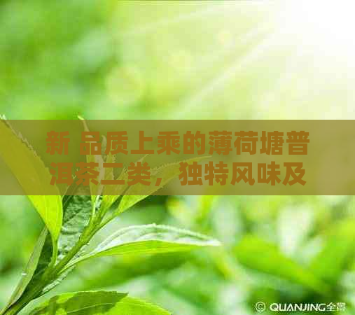 新 品质上乘的薄荷塘普洱茶二类，独特风味及其经济实价格全解析