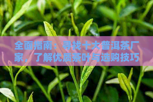 全面指南：寻找十大普洱茶厂家，了解优质茶叶与选购技巧