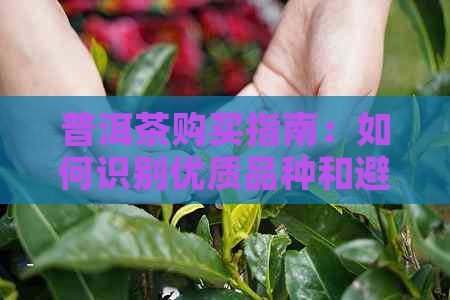 普洱茶购买指南：如何识别优质品种和避免被欺诈